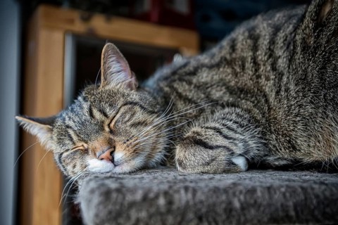 Young tabby cat relaxing, European Shorthair cat
