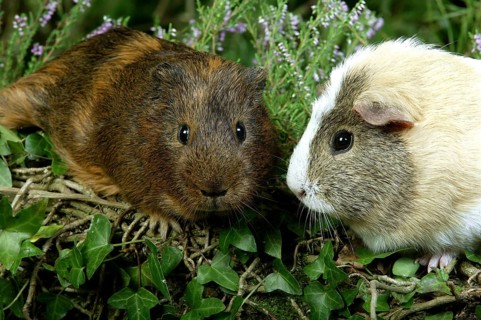 Guinea Pig (cavia porcellus), Adults standing in Heaters