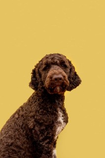 Side view domestic poodle
