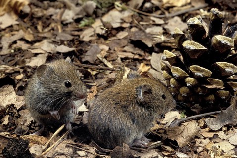 Bank Vole (clethrionomys glareolus), Normandy