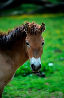 Przewalski's Wild Horse (Equus przewalskii), mare