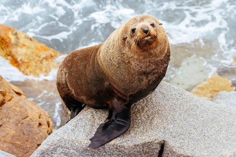 An Australian Fur Seal basks in the sun on rocks in summer near Wagonga Inlet in Narooma, New South