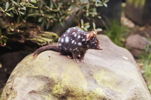 An Eastern Quoll is spotted near Cradle Mountain, Tasmania, Australia, Oceania