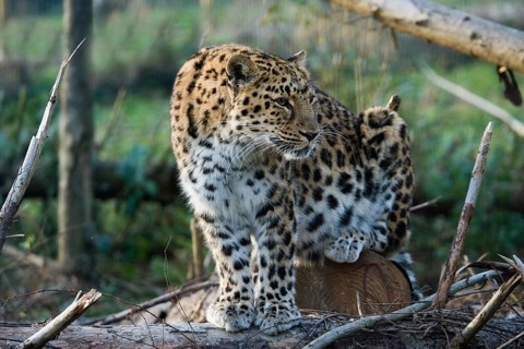 Amur Leopard (panthera pardus orientalis), Adult sitting, looking around
