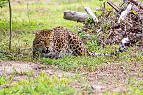 Amur amur leopard (panthera pardus orientalis), adult lying on grass