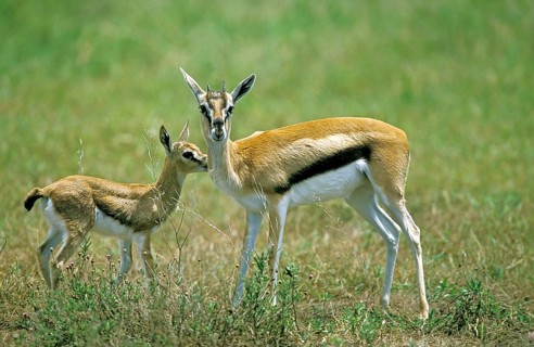 Thomson's gazelle (gazella) thomsoni, mother with young, Masai Mara Park in Kenya