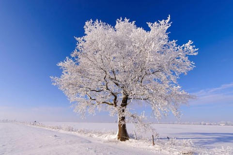 Oak (Quercus) with hoarfrost, Lower Saxony, Germany, Europe