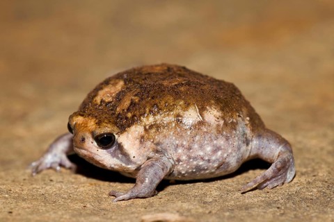 Bushveld Rainfrog, Hidden Valley, KwaZulu-Natal, South Africa (Breviceps adspersus)
