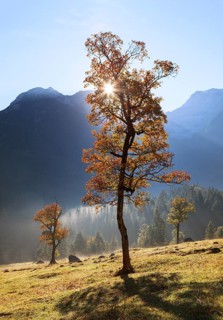 Morning sun in the Ahornboden mountain pasture, Eng, Hinterriß, Tyrol, Austria, Europe