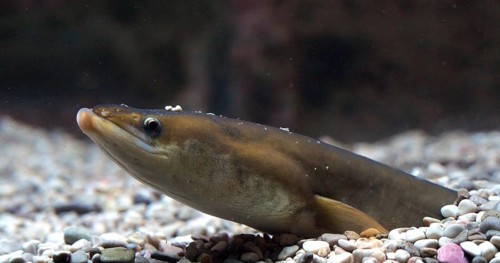 Common Eel or European Eel (anguilla anguilla), Adult buried in the ground