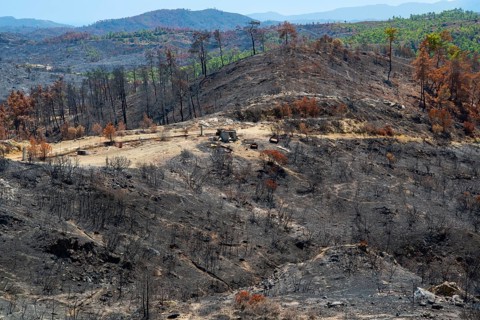 Burnt land, trees, bushes, fire, forest fire 2023 Mountain village of Laerma, Rhodes, Dodecanese,
