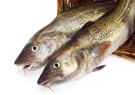 Fresh Cod (gadus morhua) against White Background
