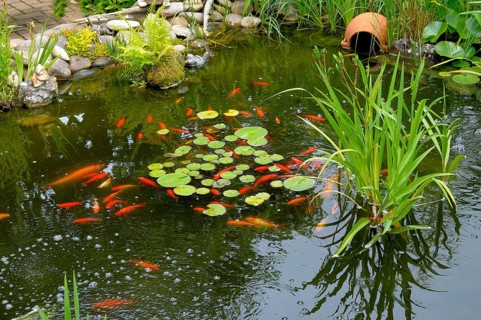Garden pond with goldfish