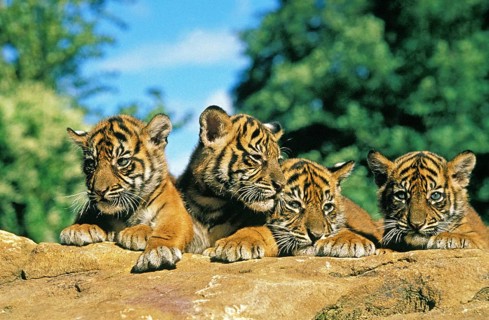 Sumatran Tiger (panthera tigris sumatrae), Cub on Rock