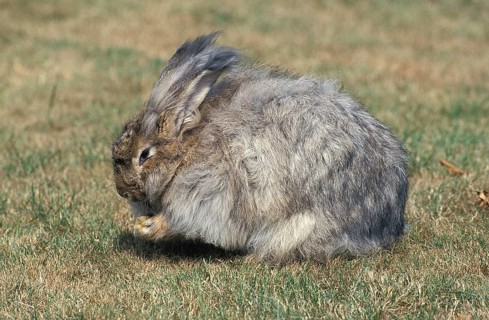 ANGORA RABBITS, adult ON GRASS