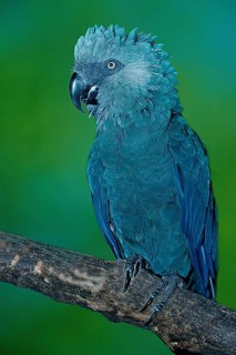 Spix's Macaw (Cyanopsitta spixii), Spixara, Spix' Blauara, [Suedamerika, south america, Vogel,