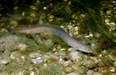 European eel, river eel, Anguilla anguilla, Germany, Bavaria, Europe