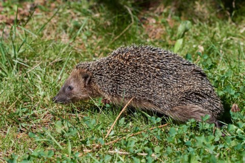 Emaciated hedgehog in autumn. Emaciated hedgehog in a garden in autumn
