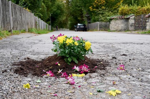 Flowers planted in a pothole on the road, symbolic image for road damage and dilapidated