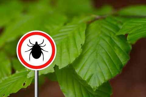 Tick insect warning sign in nature forest. Lyme disease and tick-borne meningoencephalitis