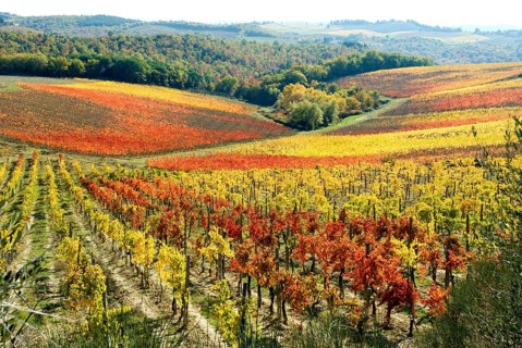 Wine yards in autumn, fall, with red and yellow leaves, between Poggibonsi and Castellina in