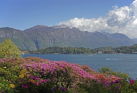 Azalea bushes in the botanical garden of Villa Carlotta, mountain range Grigne with storm clouds in