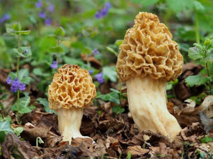 Common morel (Morchella esculenta), round morel