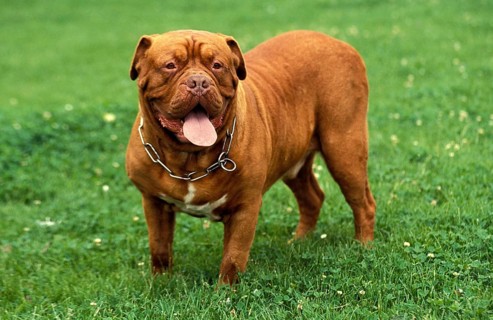 BORDEAUX MASTIFF DOG, ADULT WITH COLLAR