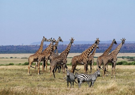 Masai Giraffe (giraffa camelopardalis tippelskirchi), Group in Savanah, Masai Mara Park in Kenya