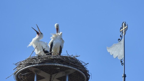 White storks (Ciconia Ciconia), in their nest on a church roof in Upper Swabia, Baden-Württemberg,