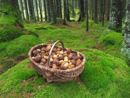 Mushroom basket with chestnut boletus in a moss-covered spruce forest in the Black Forest