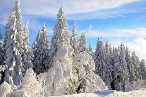 Black Forest, Black Forest in winter, spruce forest, Black Forest High Road, snowy landscape, at