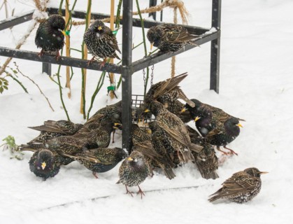 Swarm of commn starlings at a bird feeder