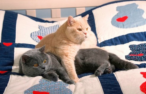 British Shorthair Cat, tomcats, blue and cream, on bed, British Shorthair Cats, tomcats, blue and