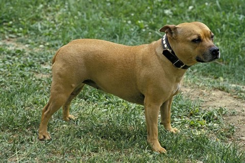 American Staffordshire Terrier (old standard with cropped ears)