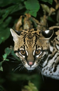 Ocelot (leopardus pardalis), portrait of an adult