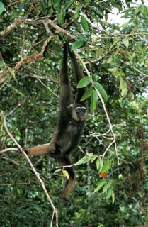 Muller's gibbon, hylobates mülleri, adult hanging from branch, Borneo