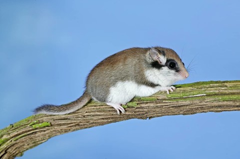 Garden dormouse (eliomys quercinus), adult on branch