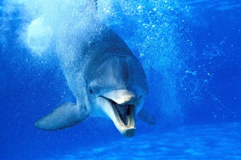 Bottlenose Dolphin (tursiops truncatus), Adult with Open Mouth, Funny Attitude