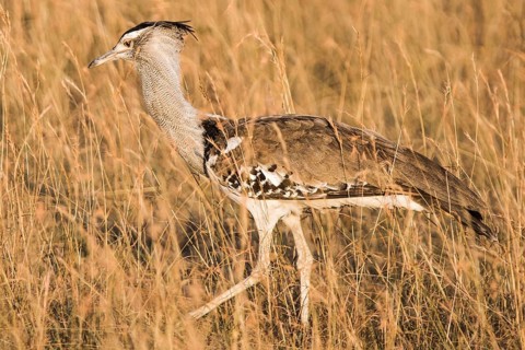 Africa, african, animal, ardeotis, avian, big, bird, birdwatching, bustard, desert, display,