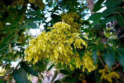 Unripe fruits of the god tree of heaven (Ailanthus altissima), Berlin, Germany, Europe