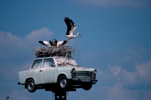 White Stork nest on Trabant, Neuruppin, Brandenburg (Ciconia ciconia), white stork nest on Trabant,