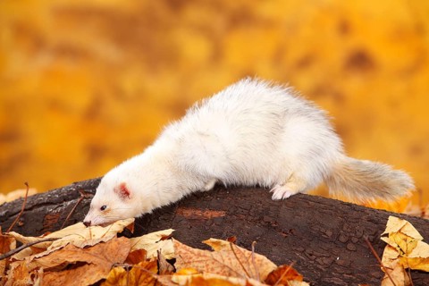 Ferret (Mustela putorius forma domestica), autumn foliage