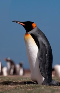 King Penguin, Sea Lion Island, Falkland Islands (Aptenodytes patagonica), lateral view
