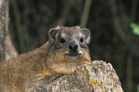 Rock Hyrax (procavia capensis) or Cape Hyrax, Adult standing on Rock, Hell's Gate Park in Kenya