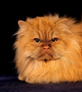 Red Self Persian Domestic Cat laying against Black Background