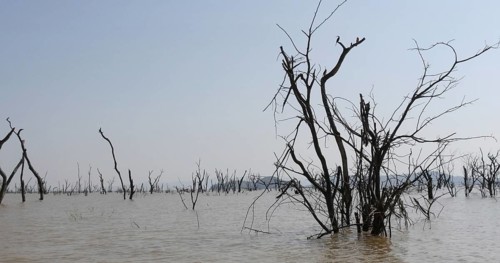 Baringo Lake Landscape Showing the Rise of the Waters with Dead Trees, Kenya, Africa
