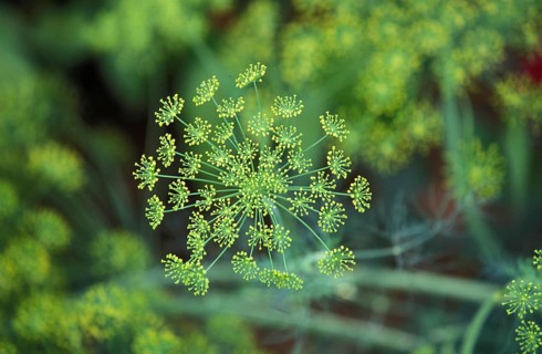 Fennel (foeniculum vulgare), Plant in Vegetable garden in Hawaii