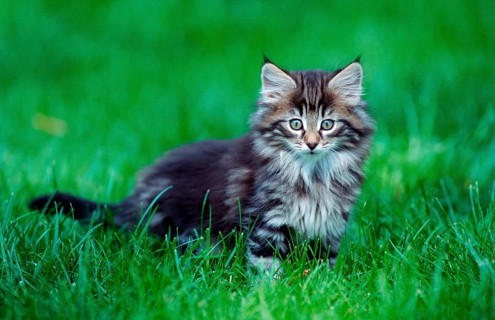 Norwegian Forest Cat, kitten, 10 weeks