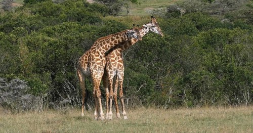 Masai Giraffe (giraffa camelopardalis tippelskirchi), Adults Masai Mara Park in Kenya